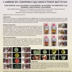 Bio-Augmentation of Polyethilene Biofilm Carriers by Cerioporus squamosus White Rot Fungi